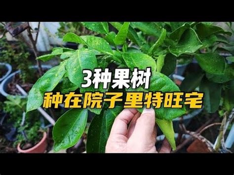 北部適合種的水果|5種北部易種高產果樹